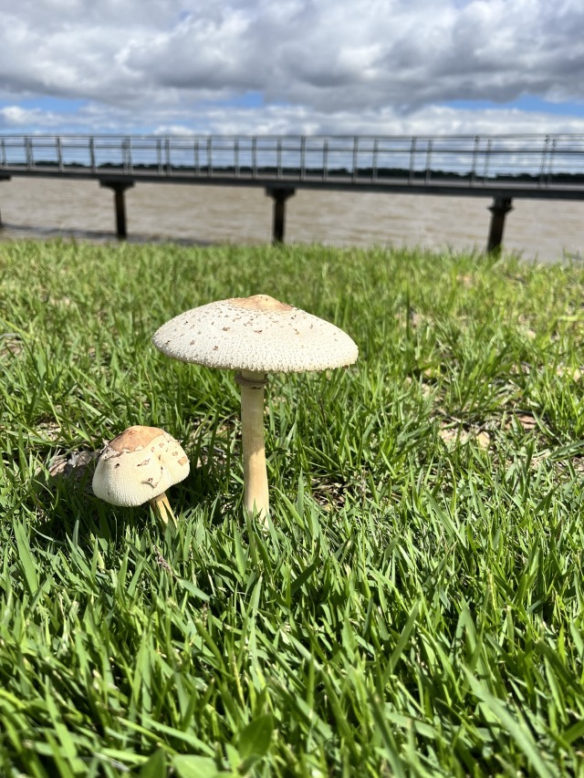 Dois cogumelos — um grande e um pequeno — no meio da grama verde em um dia de sol.