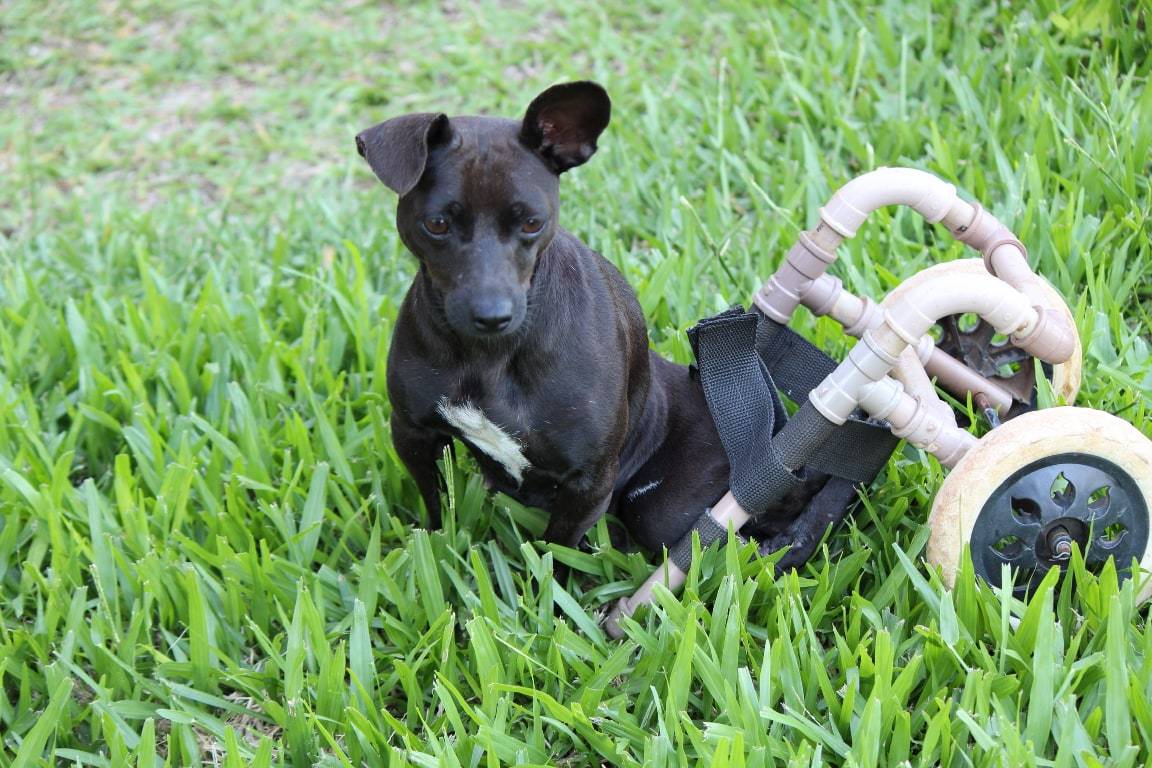 Vivi sentada na grama, com sua cadeirinha de rodas ao lado.