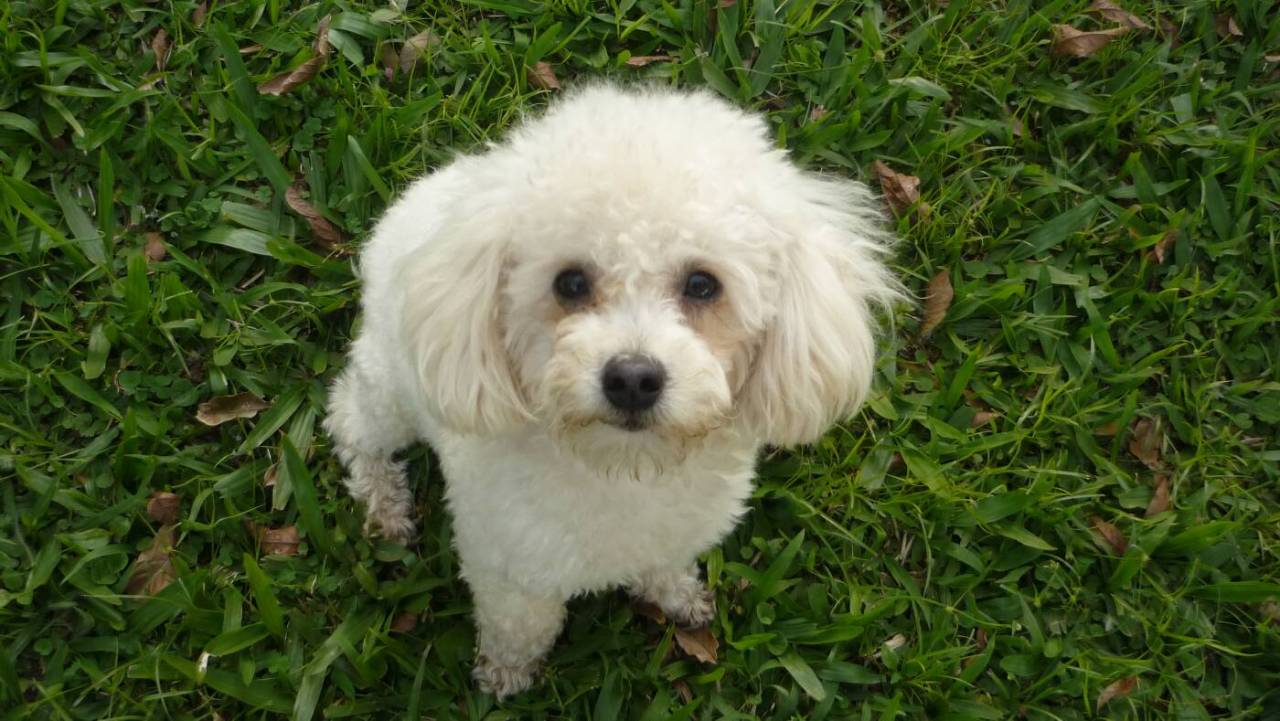 O Balu no gramado do quintal dos meus pais em 2010.